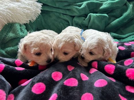 3 tygodnie